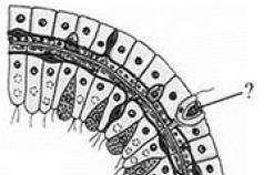 Clasa Arachnida Sistemul nervos și organele senzoriale