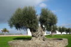 Največja oljka na Cipru Področja uporabe oljke