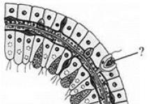 Razred Arachnida Živčni sistem in čutila