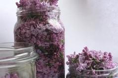 Liliac alb Proprietăți medicinale și contraindicații Utilizarea florilor de liliac în medicina populară